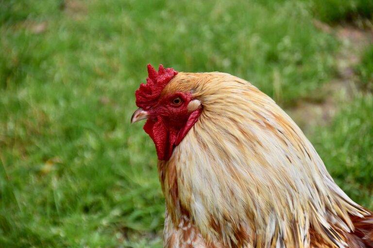 Tips for Designing a Home That Supports Physical Fitness