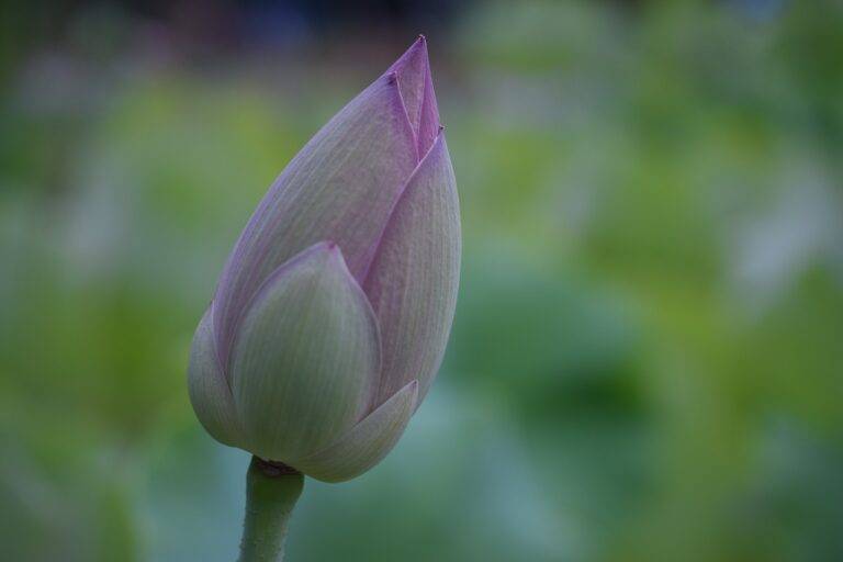 The Role of Political Campaign Merchandise in Influencing Election Campaign Trends